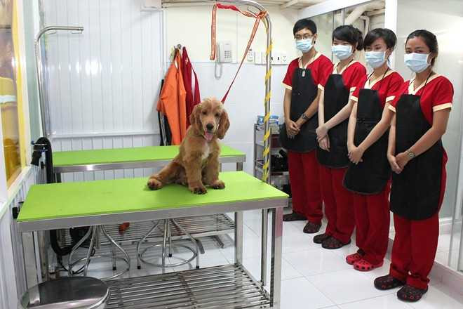 Đại gia bỏ triệu USD xây khách sạn 5 sao cho chó mèo