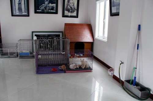 Đại gia bỏ triệu USD xây khách sạn 5 sao cho chó mèo