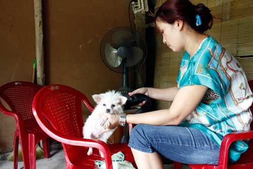 Đại gia bỏ triệu USD xây khách sạn 5 sao cho chó mèo