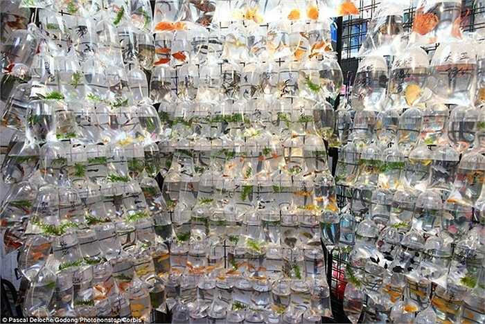 Hong Kong là một trong những nhà xuất khẩu hàng đầu về cá vàng và các loại cá cảnh nhiệt đới khác. Con phố Tung Choi ở Mong Kok cũng nổi tiếng với các cửa hàng cá cảnh trưng bày rất nhiều loại cá và sinh vật biển cho khách hàng lựa chọn. 
