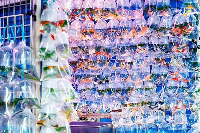 Bước vào cửa hàng cá cảnh ở Mong Kok, du khách sẽ như lạc vào mê cung bởi các bày trí hàng ngàn túi cá cảnh nhiều màu sắc. 