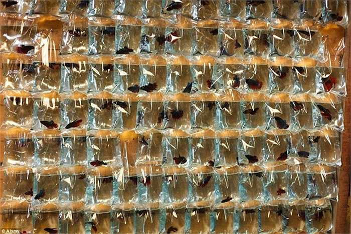 Những con cá cảnh thường được dân văn phòng mua về trang trí nơi làm việc.