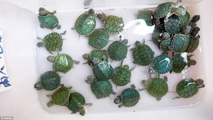 Không chỉ có cá cảnh, các cửa hàng ở đây còn bán cả rùa và các sinh vật biển khác. 