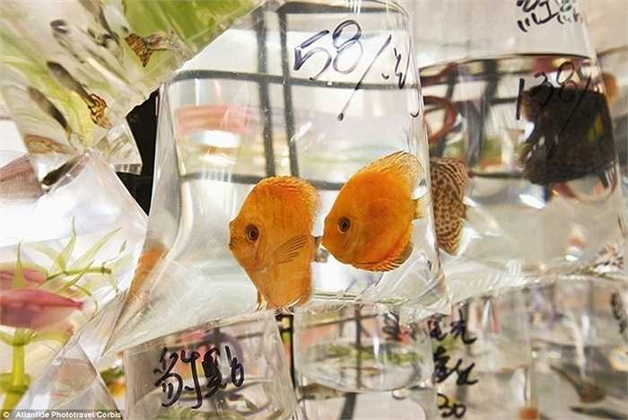 Nuôi cá cảnh là một trong những thú vui phổ biến của nhiều người và họ thường dùng chúng để trang trí văn phòng, nhà cửa.