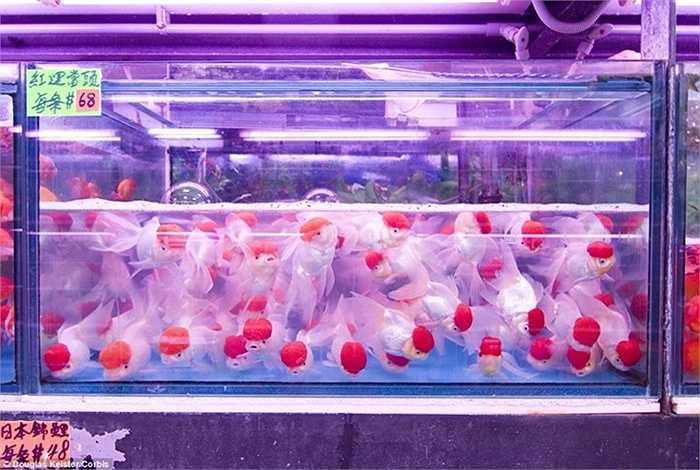 Đến chợ cá cảnh ở Mong Kok, du khách có thể ngắm nhìn hàng ngàn loại cá cảnh và các sinh vật biển. 
