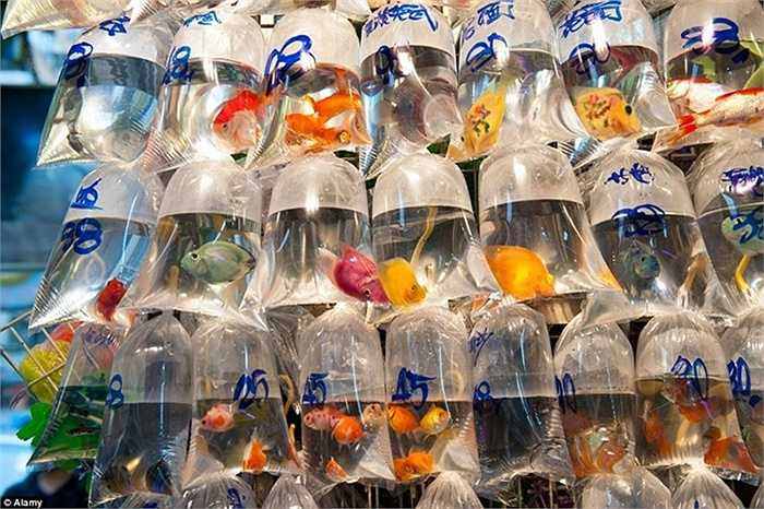 Những cửa hàng cá cảnh đầy màu sắc nằm rải rác trên con phố Tung Choi, quận Mong Kok (Hong Kong).