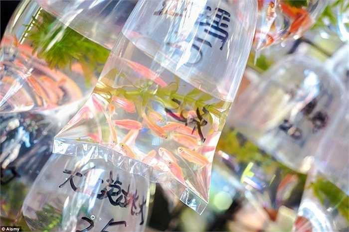 Những chú cá cảnh nhỏ xinh được bỏ sẵn vào các túi và treo trong cửa hàng.