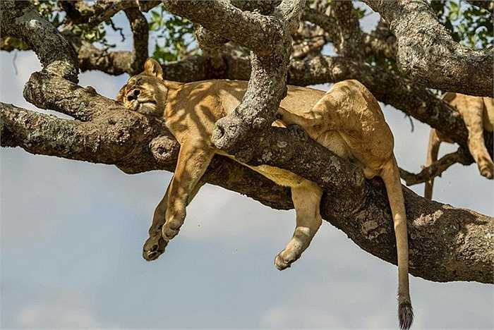 Mức nhiệt cao lên đến 32 độ C, khiến đàn sư tử phải tìm chỗ trú thân. Khi nằm trên cao cũng giúp chúng quan sát được con mồi và xung quanh