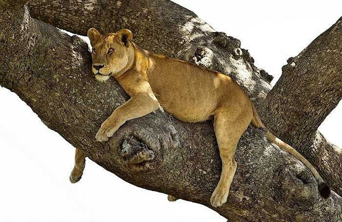 Tùy vào nhiệt độ nóng hay mát mà sư tử chọn lựa giấc ngủ ban ngày hay ban đêm 