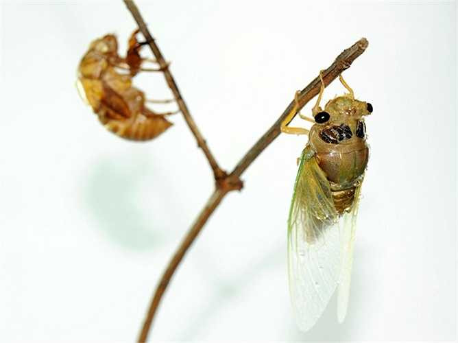 Sau khoảng 5 phút, ve sầu chui ra khỏi chiếc vỏ cứng. Một con ve sầu với thân hình mới đã hồi sinh