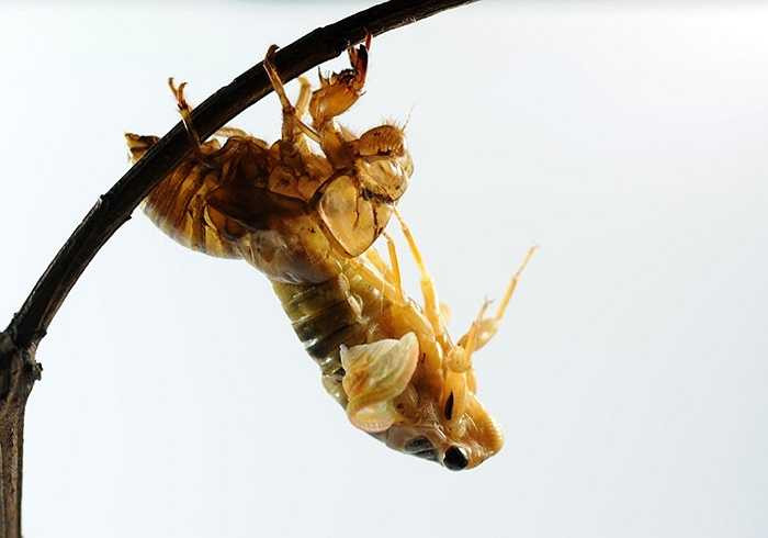 Ấu trùng ve sầu sống dưới lòng đất, cách mặt đất khoảng 3m. Tuy nhiên, ấu trùng này sẽ lên cây khi chuẩn bị lột xác sang một hình dạng mới