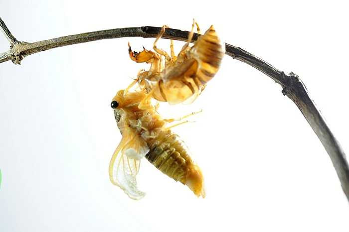 Ve sầu thường chọn những cây xà cừ hoặc cây nhựa để bám vào khi lột xác