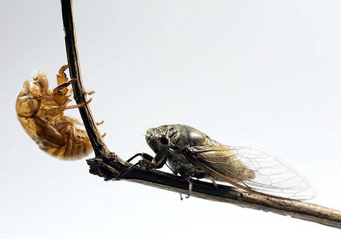 Sau khi lột xác, ve sầu để lại chiếc vỏ cũ. Vỏ này rất hữu dụng trong Đông y