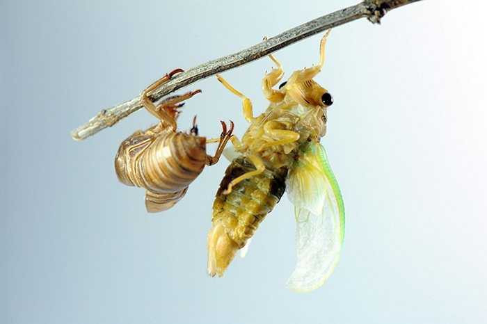 Ban đầu, lớp vỏ trên lưng của ve sầu sẽ tách đôi ra để đầu chui ra bên ngoài trước. Đó là quá trình mở đầu cho sự lột xác ở ve sầu