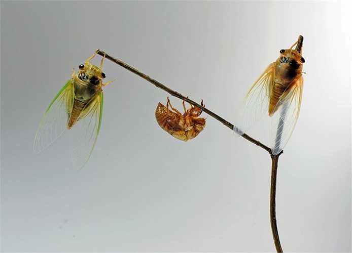 Sau khi lột xác, cánh ve sầu vẫn mềm và ướt. Cho nên con ve tiếp tục bám trên cây để đợi đến khi cánh khô, cứng mới bay đi