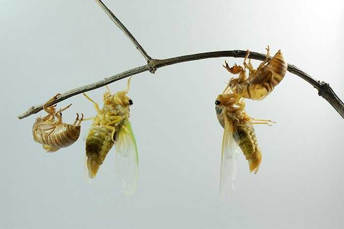 Quá trình lột xác khiến cho ve sầu trở thành ve trưởng thành. Sau quá trình này, ve đực sẽ phát ra tiếng kêu râm ran ngày he