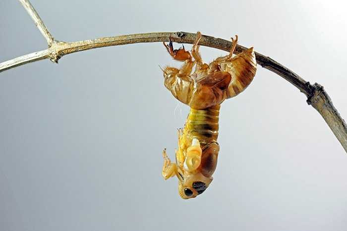 Quá trình để đôi cánh trở nên khỏe mạnh, bay tốt chỉ kéo dài trong 7 phút