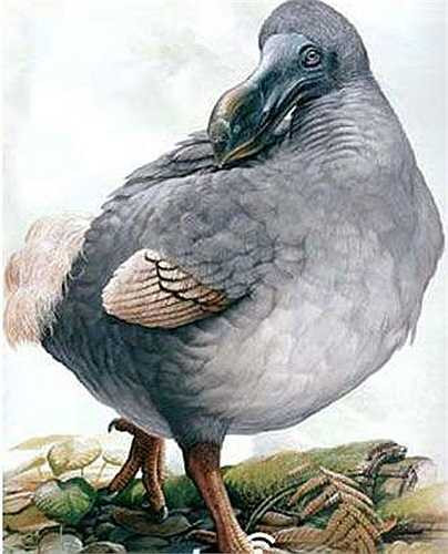 2, Chim Dodo, tuyệt chủng từ 1690 năm trước. Hiện nay các nhà khoa học chỉ một đoạn DNA ty lạp thể của chim Dodo. Từ đó không thu được dù chỉ là một chút về DNA của loài chim này nữa. Nhưng vẫn còn cơ hội tìm thấy. Nếu như có thể tìm thấy DNA của loài chim này, các nhà khoa học có thể dùng DNA tạo ra trình tự tổ gen, sau đó cây vào cơ thể chim bồ câu, giúp phục hồi loài chim họ hàng đã tuyệt chủng này.