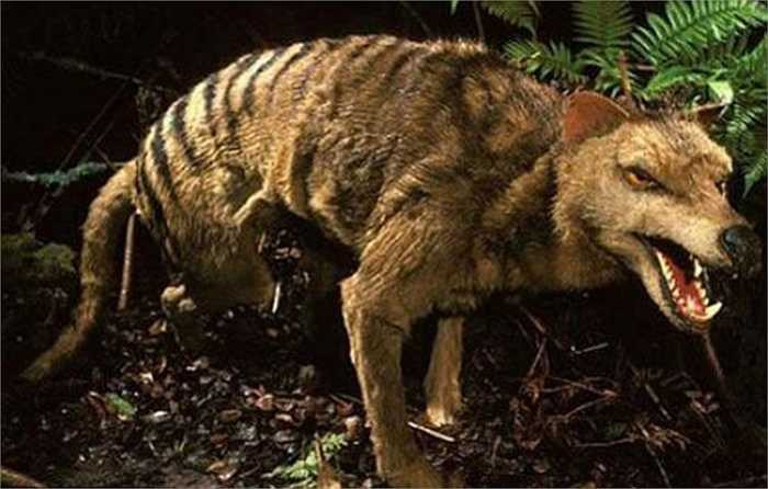 3, Hổ Tasmanian, đến tận trước năm 1936 mới hoàn toàn tuyệt chủng Năm 1936, chú hổ Tasmanian, còn gọi là cáo túi cuối cùng đã qua đời ở vườn thú Hobart, Australia. Thời gian bảo tồn các tổ chức của hổ Tasmanian chưa đến 100 năm, điều này có nghĩa là các chuyên gia có thể lấy được DNA chất lượng cao, hơn nữa trong tương lai không xa có thể tạo thành một trình tự tổ gen hoàn chỉnh. Việc phục hồi các loài có túi như Hổ Tasmanian có lẽ dễ dàng hơn nhiều so với các động vật có vú khác.