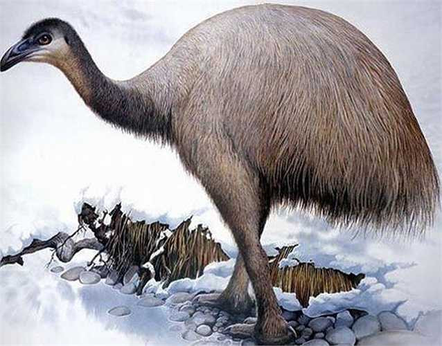 8. Đà điểu khổng lồ, tuyệt chủng hoàn toàn khoảng những năm 1850 Các nhà khoa học có thể thu thập được DNA của loài đà điểu khổng lồ trong xương, thậm chí trứng của chúng, được bảo tồn hoàn hảo ở các hang động New Zealand, từ đó thu được tổ hợp gen có thể sử dụng. Việc phục sinh loài chim khổng lồ (cao khoảng 3m) rất có sức hấp dẫn đối với các nhà khoa học. Đà điểu là họ hàng xa của loài đà điểu khổng lồ trên, nhưng trong trứng đà điểu có khả năng tìm thấy tổ hợp gen của đà điểu khổng lồ. Hiện