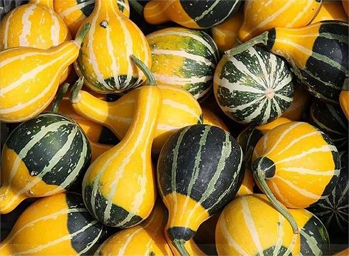 Giống dưa lọ hình dáng khác lạ, chúng có hình giống trái lê, quả trứng hoặc lọ, bình thường thấy trong nhà. Theo những người bán hạt giống ở Hà Nội, dưa lọ thuộc giống ovifera (một loại bí trong dòng bí ngô), thích hợp trồng vào mùa hè. 