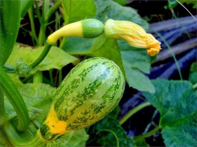 Chị Mai Anh (chủ cửa hàng hạt giống trên đường Hoàng Hoa Thám, Hà Nội) cho biết: 'Hạt giống dưa lọ độc lạ này nảy mầm ở nhiệt độ 8-25 độ C, sau khi gieo 7-15 ngày'. 