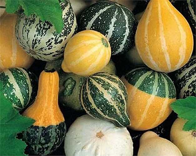 Nền nhiệt từ 15-35 độ C thích hợp để cây sinh trưởng và phát triển tốt. Do nền nhiệt có độ chênh lệch lớn mà vẫn phù hợp với cây nên chúng có thể trồng được cả 4 mùa, là loài cây cảnh 'dễ tính', chị Mai Anh cho biết thêm. 