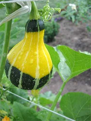 Sau khi sinh trưởng khoảng 60 ngày (độ dài thân đạt 60-90 cm), dưa lọ có thể cho thu hoạch trái. 