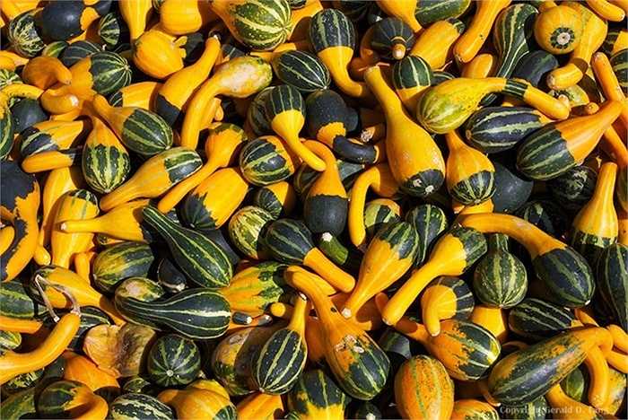 Dưa lọ có nhu cầu nước trung bình, hai ngày/một lần song phải đảm bảo đất trồng không bị sũng nước, khiến cây bị úng gốc. 