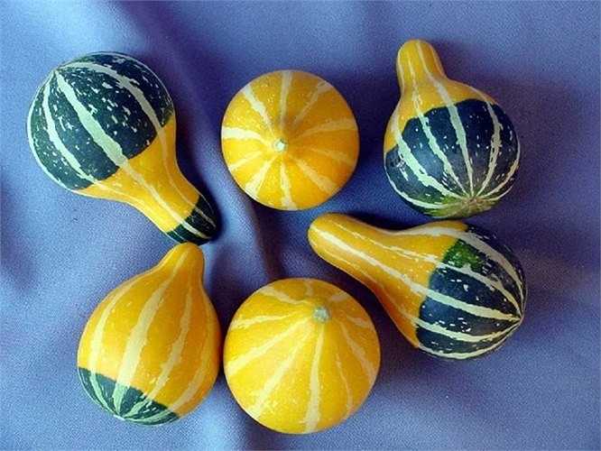 Đất trồng có độ PH 6,1-6,5 phù hợp để trồng dưa lọ. 