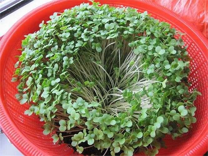 Rau mầm, đặc biệt là giá đỗ có giá trị dinh dưỡng cao gấp 3-5 lần rau thường, tuy nhiên, nó là loại thực phẩm dễ gây ngộ độc do hạt giống rau mầm cần điều kiện ấm và ẩm để phát triển, đây cũng là điều kiện lý tưởng cho các vi khuẩn Salmonella, Listeria, và E. coli phát triển.