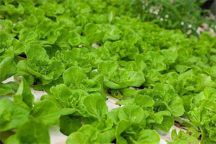 Các loại rau xà lách, rau diếp, rau bina, cải bắp, cải xoăn... thường được tưới bằng phân và phun thuốc sâu để rau không bị sâu ăn và giữ màu xanh mướt. Nếu lựa chọn món rau này, bạn phải rửa rau thật sạch dưới vòi nước và ngâm nước muối để tránh bị ngộ độc. 