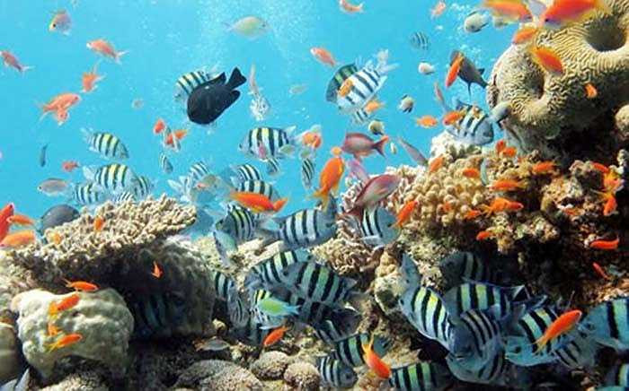 Đắm mình trong làn nước trong xanh của Đảo Ngọc, du khách thảo thích khám phá đáy đại dương với hàng trăm loài sinh vật biển từ ốc, cá, san hô đến sao biển