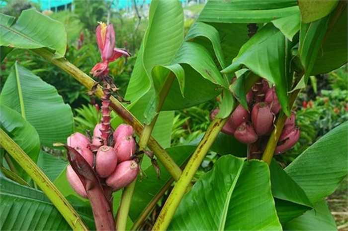 Không ít khách hàng tìm cách mua cây chuối tím hồng này để tự trồng tại nhà. Chị Thái (Hoàng Mai, Hà Nội) cho biết: 'Nếu đặt mua theo nải thì đắt, đành tìm mua giống cây để trồng nhưng đi nhiều cửa hàng cây giống không tìm được vì cây hiếm quá'.