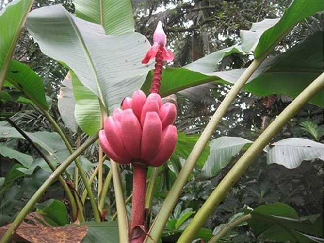 Trong khi trồng cây giống cần đảm bảo nguồn nước đầy đủ cho cây, ngày tưới hai lần (sáng và tối). Cung cấp phân bón thường xuyên cho cây. Chuối tím thích hợp với các vùng khí hậu nhiệt đới. 