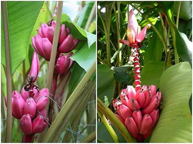 Theo chủ cửa hàng cây giống online (ở TP HCM): 'Giống chuối tím thuộc chi Musa velutina. Một số cửa hàng nhập cây giống từ Úc về bán cho khách. Không chỉ cho quả lạ, cây thích hợp trồng ở nhà phố hoặc nơi thiếu sân vườn, cây trưởng thành cao khoảng 1,2m'. 