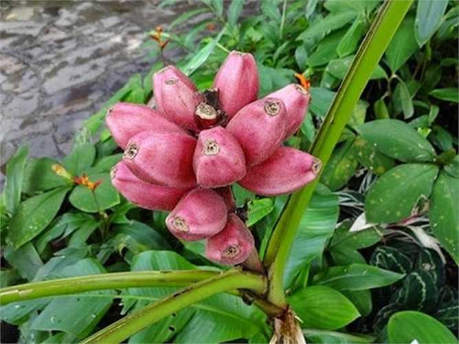 Quả chuối nhỏ nhắn, kích thước khoảng 7-8 cm, vỏ màu tím pha hồng, hạt nhỏ màu đen. Lá cây màu xanh thẫm, bóng đẹp.