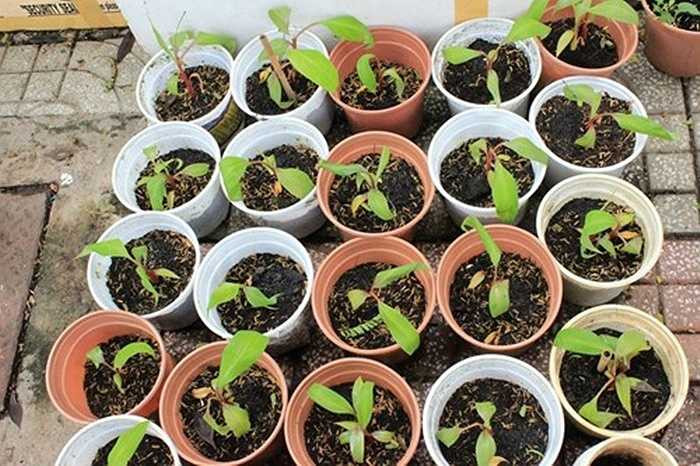 Một số cửa hàng cây, hạt giống giới thiệu dáng cây nhỏ nhắn, có thể trồng trong chậu hoặc trong thùng xốp. Sau khi cây giống được chăm sóc, phát triển sẽ cho quả sau 14-15 tháng. Ảnh: FB Khu vườn ST