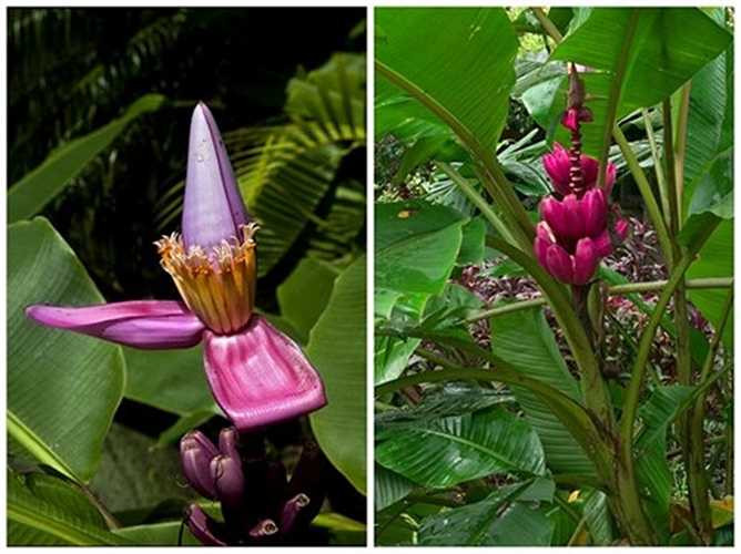 Ngoài trồng lấy quả, chuối tím có thể trồng làm cảnh khá đẹp vì màu sắc của hoa và trái rực rỡ, hút mắt.