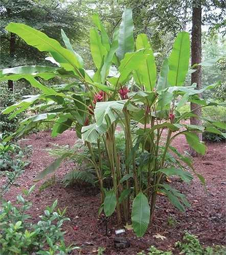 Ngoài mua cây giống, một số khách hàng cũng tham khảo đặt mua hạt giống online từ nước ngoài, giá mỗi gói 10 hạt) dao động từ 2,5 - 3,5 USD (khoảng 55.000 - 75.000 đồng), cộng thêm chi phí đặt hàng khoảng 2 USD (khoảng 43.000 đồng).