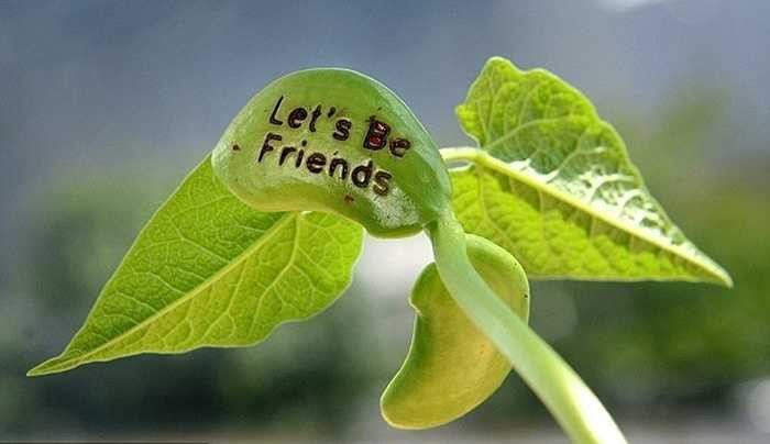 Sở dĩ những hạt đậu này được gọi là hạt đậu thần kỳ vì trên mỗi hạt giống có các dòng chữ nhiều thông điệp như 'Tình bạn', 'tình yêu' hay lời nhắn nhủ 'I Love you'... khi hạt nảy mầm thành cây khá đẹp mắt và độc đáo. 