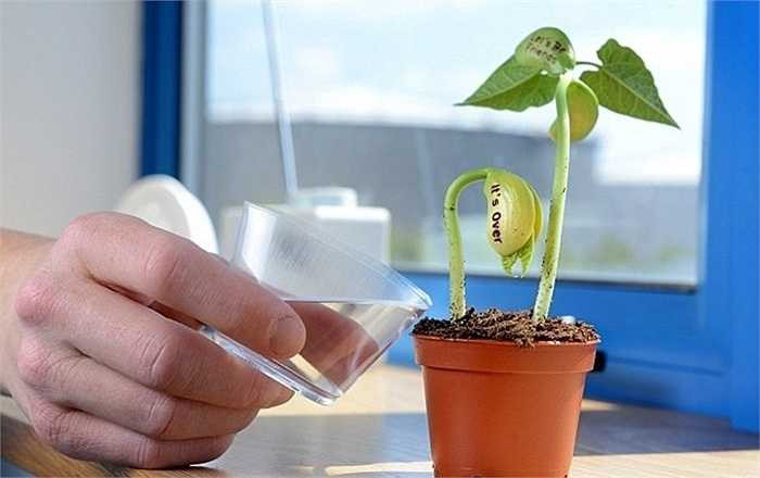 Cây đậu khi đã lên cần tưới nước và đặt ở vị trí có ánh sáng, thoáng gió. 