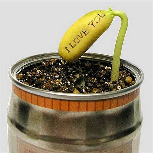 Ngoài đất thông thường được làm tơi xốp, có thể trồng hạt đậu bằng đất dinh dưỡng, đất tinh thể chiết xuất từ nhựa cây (39.000 - 45.000 đồng/gói) bán sẵn ngoài thị trường. 