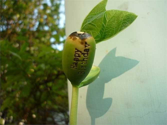 Theo chị Mai (chủ cửa hạt hạt giống ở Nguyễn Trãi, Hà Nội): 'Mặc dù cho lên mầm cây đậu đẹp mắt song việc hạt có nảy mầm hay không phụ thuộc vào việc chọn mua hạt giống tốt. Nên chọn hạt to, chắc, đều, bóng để tránh sâu mọt'. 