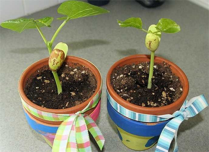 Theo chị Lan Anh (chủ cửa hàng đồ lưu niệm ở Khương Thượng, Hà Nội): 'Hạt đậu thường được khách hàng trẻ tuổi mua về làm quà hoặc tự trồng cây, tặng hoặc để bàn rất đáng yêu. Giá hạt đậu cũng không quá đắt để mua về trồng thành nhiều chậu cảnh mini'. 