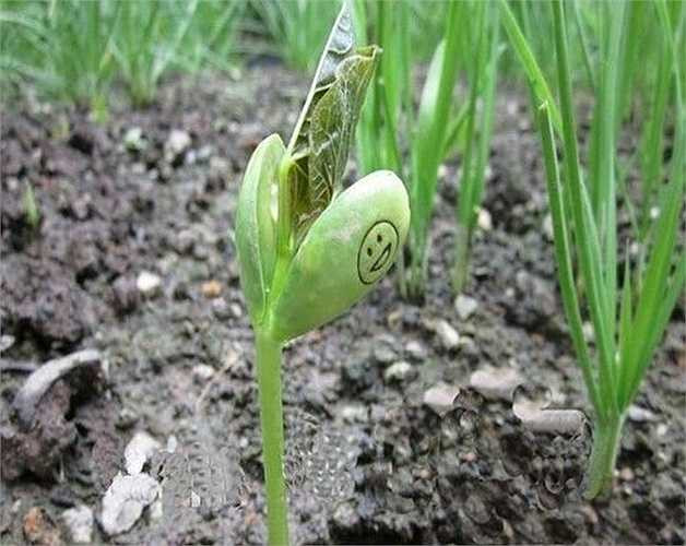 Hạt đậu thần thực chất là giống đậu đỏ, chúng có đường kính trên 2cm. Hạt dễ trồng, và thích hợp với loại đất tơi xốp, có độ ẩm phù hợp. 