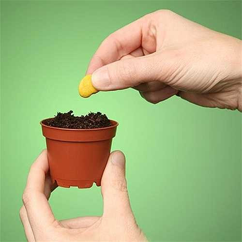 Mỗi ngày tưới nước ít (1,2 lần). Dùng bình xịt, xịt nước nhẹ nhàng. Nhiệt độ thích hợp cho cây là 25- 30 độ C. 