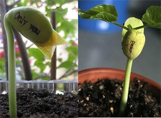 Sau 4,5 ngày hạt sẽ nảy mầm và hạt sẽ tróc lớp vỏ bên ngoài, để lộ hạt mầm màu xanh lá với dòng chữ 'đính kèm'. 