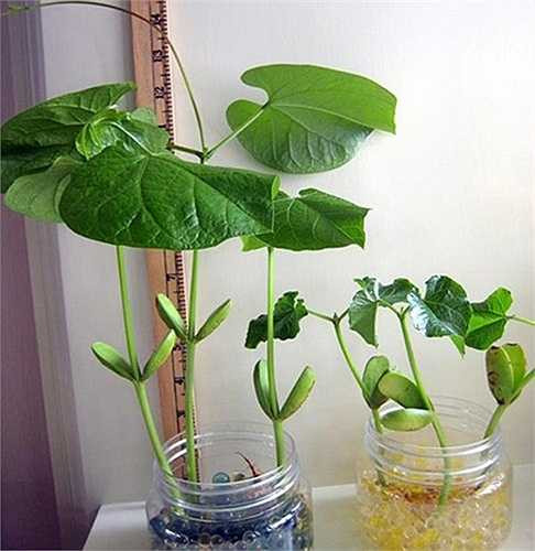 Sau khoảng 3-4 tuần, đậu sẽ ra lá to rất đẹp. Nếu đủ dinh dưỡng, sau 2-3 tháng, đậu có thể ra hoa và quả đậu có thể dài tới 30-50cm. Tuy nhiên, để chúng đạt được điều này, người trồng thường phải chuyển chúng ra trồng vườn hoặc thùng xốp lớn hơn, thay vì trồng trong chậu, bình nhỏ để làm cảnh. 