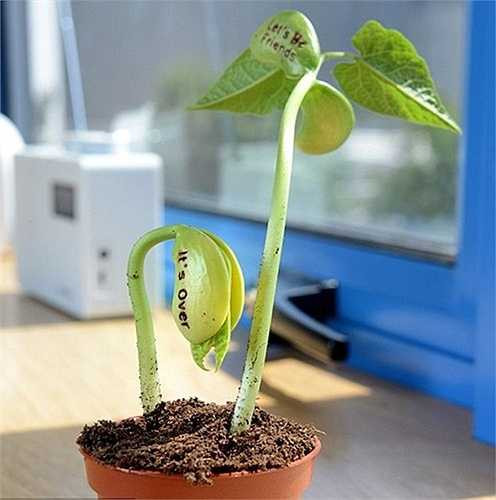 Nếu không gieo trực tiếp hạt vào đất, người trồng có thể gieo hạt vào vải bông hoặc bông y tế để ươm mầm. Mỗi ngày tưới nước 1-2 lần, đợi khoảng 4-5 ngày cây sẽ nhú mầm. Sau đó, dời cây vào chậu đất và trồng bình thường